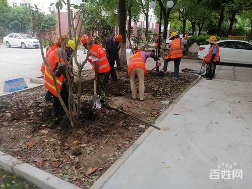 松江价格合理的绿化种植,上海专业绿化施工队